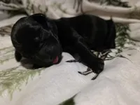 Blue, a female Labrador Retriever for sale in Fox Lake, WI – 3 of 4