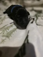 dark blue, a female Labrador Retriever for sale in Fox Lake, WI – 3 of 3