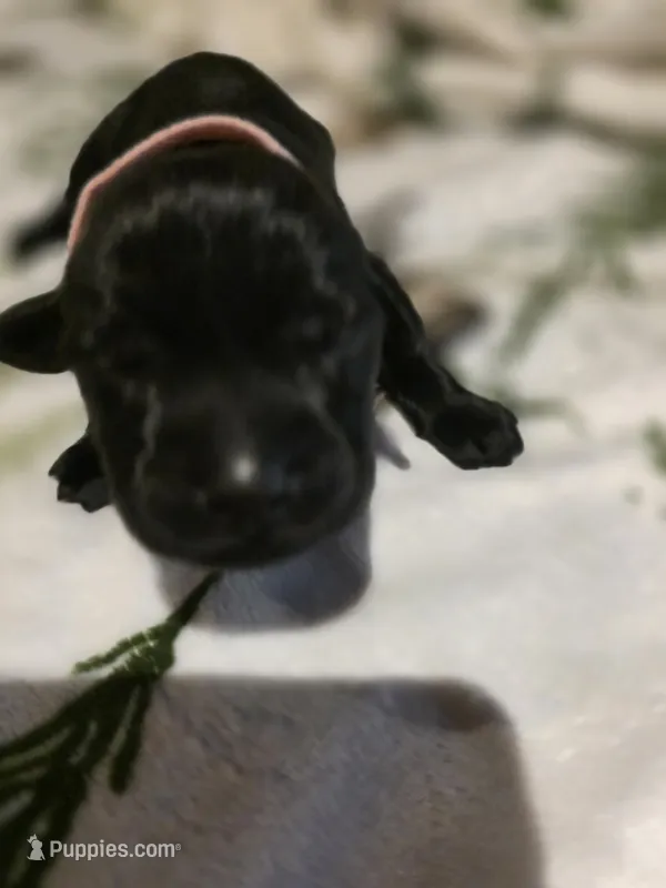 pink – Labrador Retriever puppy for sale in Fox Lake, WI