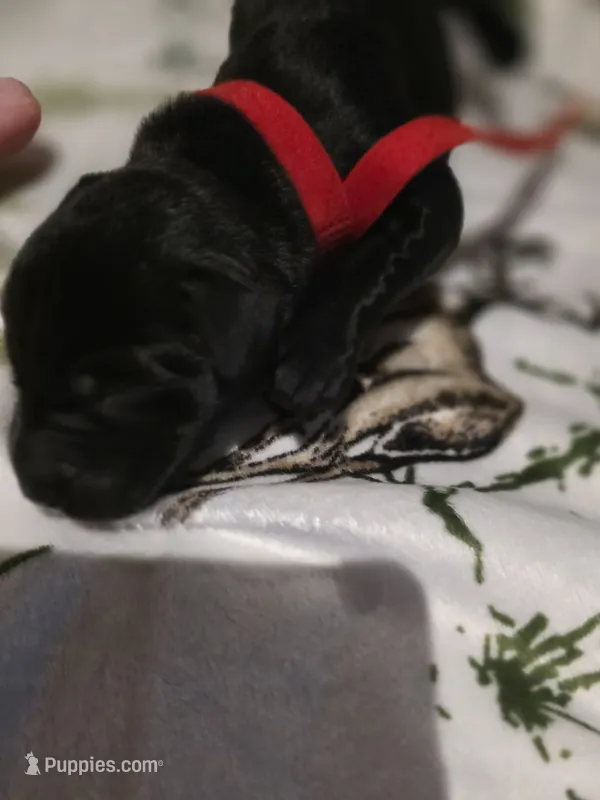 red – Labrador Retriever puppy for sale in Fox Lake, WI