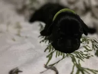 lime green, a male Labrador Retriever for sale in Fox Lake, WI – 3 of 4