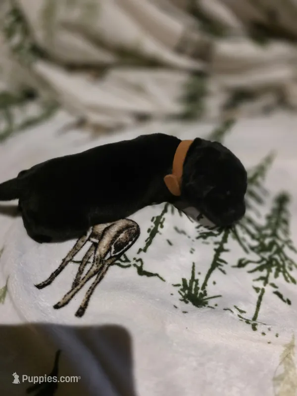 brown – Labrador Retriever puppy for sale in Fox Lake, WI