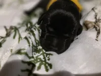 Yellow, a male Labrador Retriever for sale in Fox Lake, WI – 2 of 3