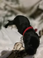 red, a male Labrador Retriever for sale in Fox Lake, WI – 2 of 4