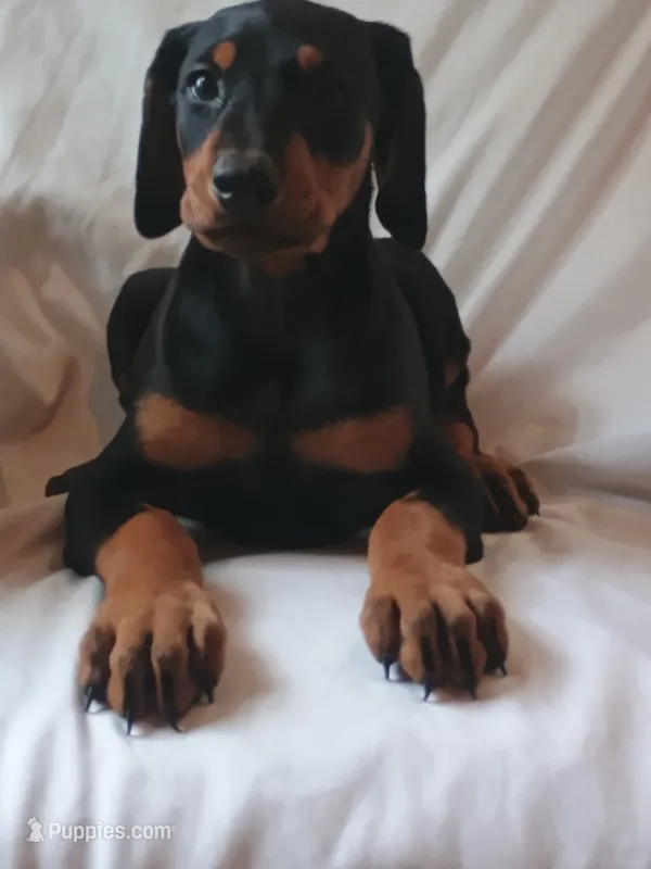 Scarlett  – Doberman Pinscher puppy for sale in Greer, SC