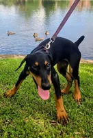 Luna, a female Doberman Pinscher for sale in Greer, SC – 3 of 8