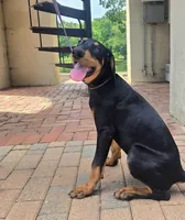 Luna, a female Doberman Pinscher for sale in Greer, SC – 6 of 8