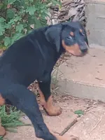 Luna, a female Doberman Pinscher for sale in Greer, SC – 3 of 4