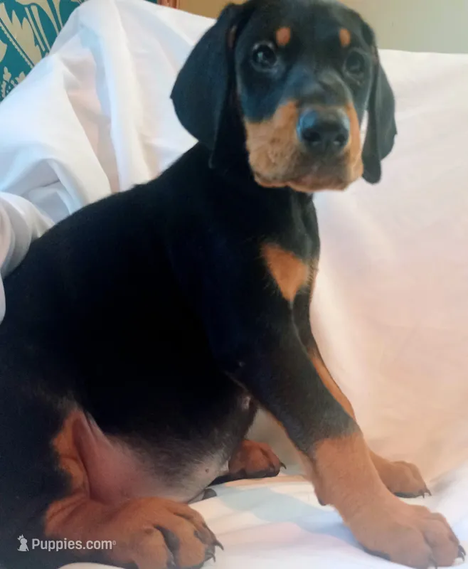Joey – Doberman Pinscher puppy for sale in Greer, SC