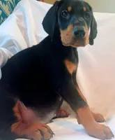 Joey/SOLD, a female Doberman Pinscher for sale in Greer, SC – 1 of 4