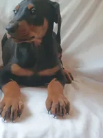 Kateland, a female Doberman Pinscher for sale in Greer, SC – 3 of 3