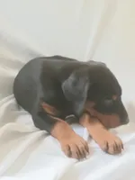 Joey, a male Doberman Pinscher for sale in Greer, SC – 2 of 3