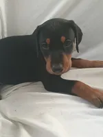 Thor, a male Doberman Pinscher for sale in Greer, SC – 3 of 3