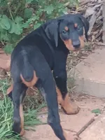 Luna, a female Doberman Pinscher for sale in Greer, SC – 2 of 4