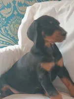Scarlett , a female Doberman Pinscher for sale in Greer, SC – 2 of 2