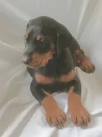 Kateland, a female Doberman Pinscher for sale in Greer, SC – 2 of 2