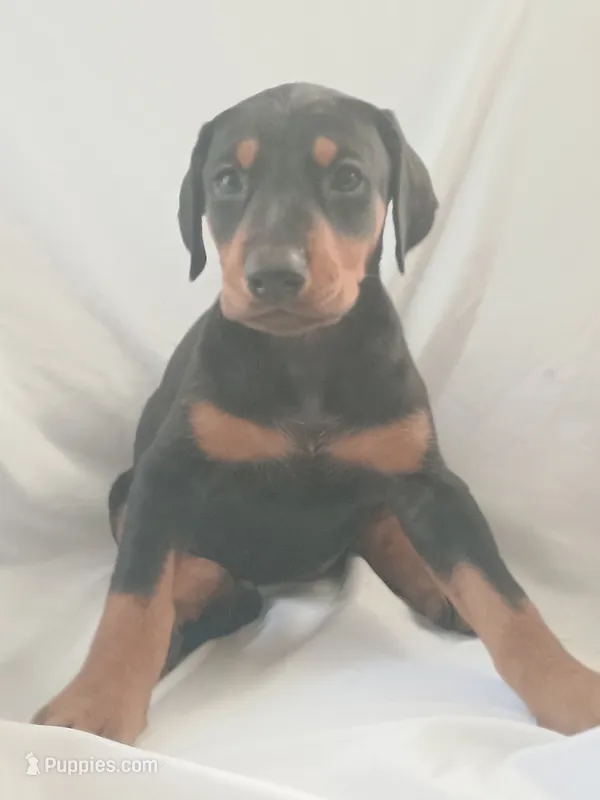 Robert  – Doberman Pinscher puppy for sale in Greer, SC