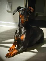 Luna, a female Doberman Pinscher for sale in Greer, SC – 8 of 8
