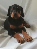 Joey, a male Doberman Pinscher for sale in Greer, SC – 1 of 3