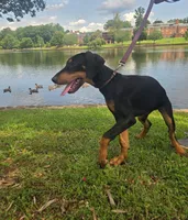 Luna, a female Doberman Pinscher for sale in Greer, SC – 5 of 8