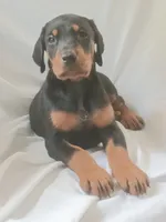 Joey, a male Doberman Pinscher for sale in Greer, SC – 3 of 3
