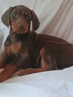 Samantha , a female Doberman Pinscher for sale in Greer, SC – 2 of 6