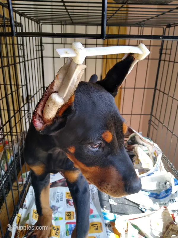 STELLA/SOLD – Doberman Pinscher puppy for sale in Greer, SC