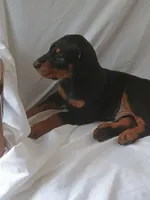 Kateland, a female Doberman Pinscher for sale in Greer, SC – 1 of 2