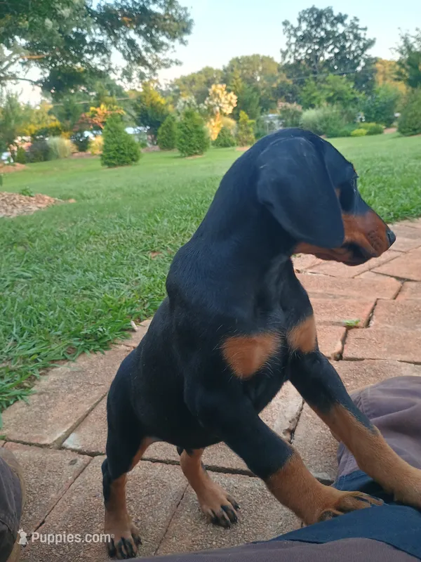 Stella – Doberman Pinscher puppy for sale in Greer, SC