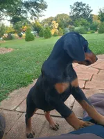 Stella, a female Doberman Pinscher for sale in Greer, SC – 1 of 3