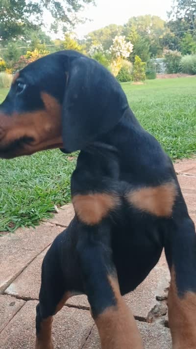 Stella, a female Doberman Pinscher for sale in Greer, SC – 3 of 3