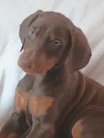 Samantha , a female Doberman Pinscher for sale in Greer, SC – 3 of 6