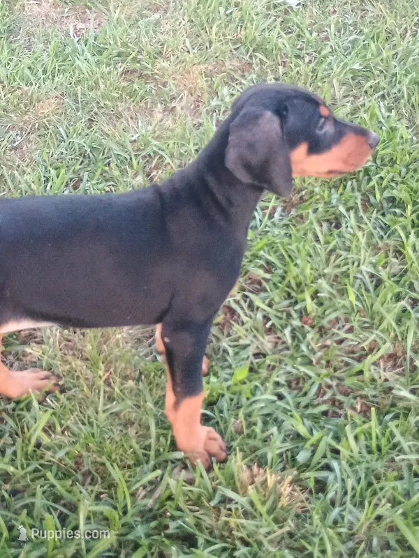 Luna – Doberman Pinscher puppy for sale in Greer, SC