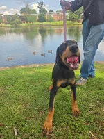 Luna, a female Doberman Pinscher for sale in Greer, SC – 7 of 8