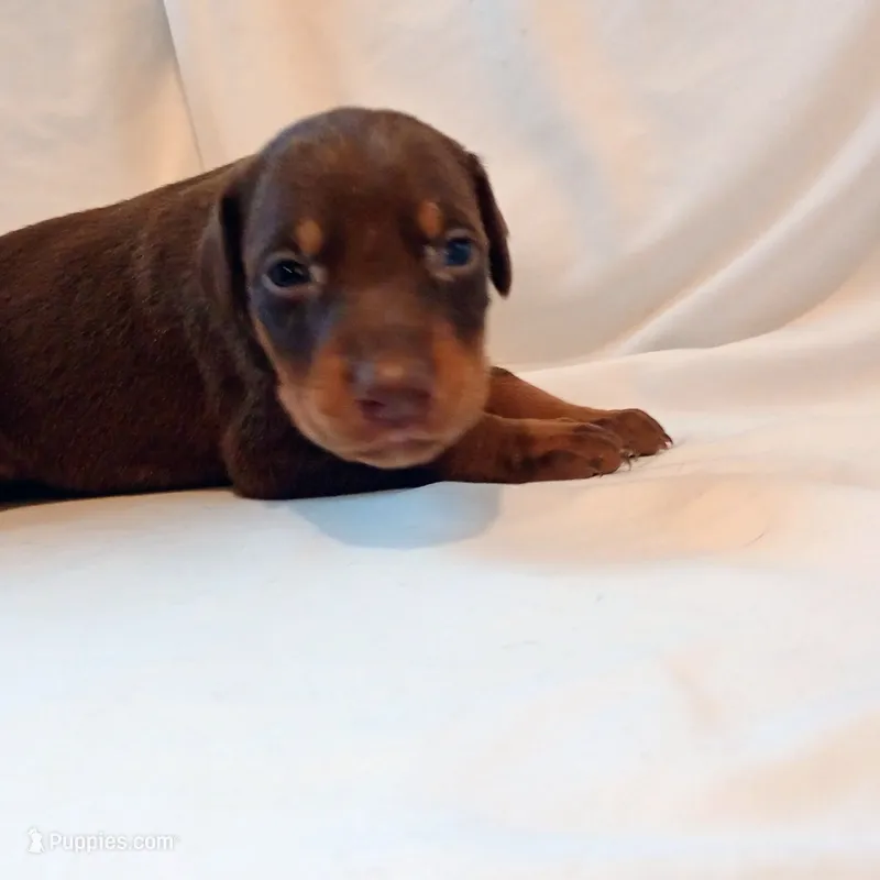 Samantha , a female Doberman Pinscher for sale in Greer, SC – 1 of 1