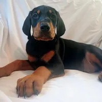 Joey/SOLD, a female Doberman Pinscher for sale in Greer, SC – 4 of 4