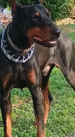 Samantha , a female Doberman Pinscher for sale in Greer, SC – 4 of 6