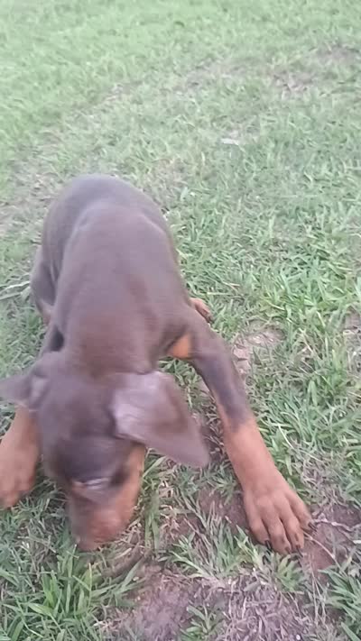 Samantha , a female Doberman Pinscher for sale in Greer, SC – 6 of 6