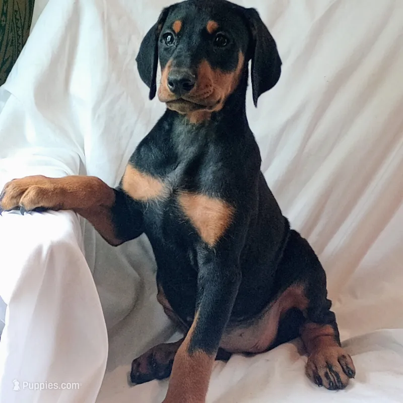 Kateland – Doberman Pinscher puppy for sale in Greer, SC