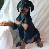 Kateland, a female Doberman Pinscher for sale in Greer, SC – 1 of 3