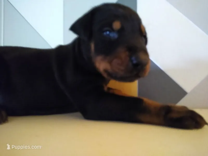 Robert  – Doberman Pinscher puppy for sale in Greer, SC