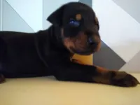 Robert , a male Doberman Pinscher for sale in Greer, SC – 1 of 1