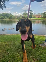 Luna, a female Doberman Pinscher for sale in Greer, SC – 4 of 8