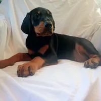 Joey/SOLD, a female Doberman Pinscher for sale in Greer, SC – 3 of 4