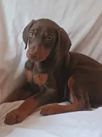 Samantha , a female Doberman Pinscher for sale in Greer, SC – 1 of 6
