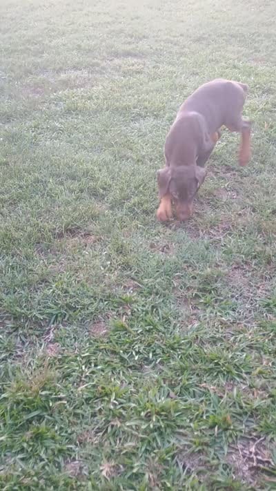 Samantha , a female Doberman Pinscher for sale in Greer, SC – 5 of 6