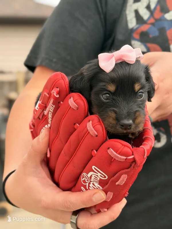 Miss Coco Chanel  – Miniature Dachshund puppy on hold in Owensboro, KY
