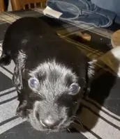 Mr Louie Vitton, a male Miniature Dachshund for sale in Owensboro, KY – Photo 1 of 3