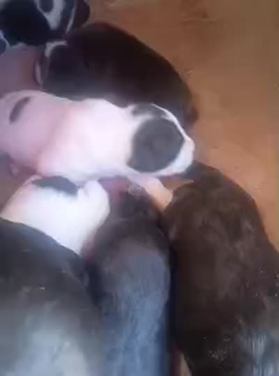 Beast, a male American Pit Bull Terrier for sale in Albuquerque, NM – 2 of 2
