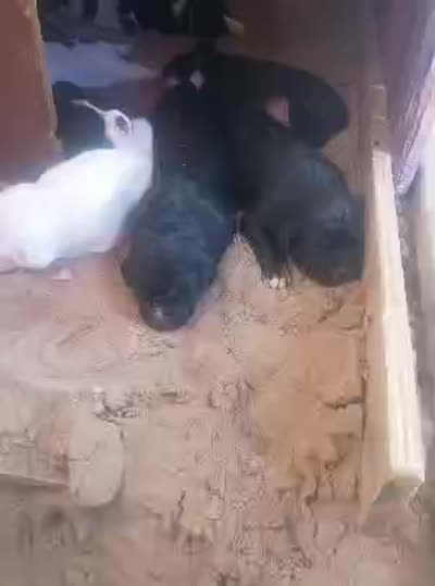 Beast, a male American Pit Bull Terrier for sale in Albuquerque, NM – 1 of 2